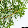 SpeciesSub: subsp. oxycedrus